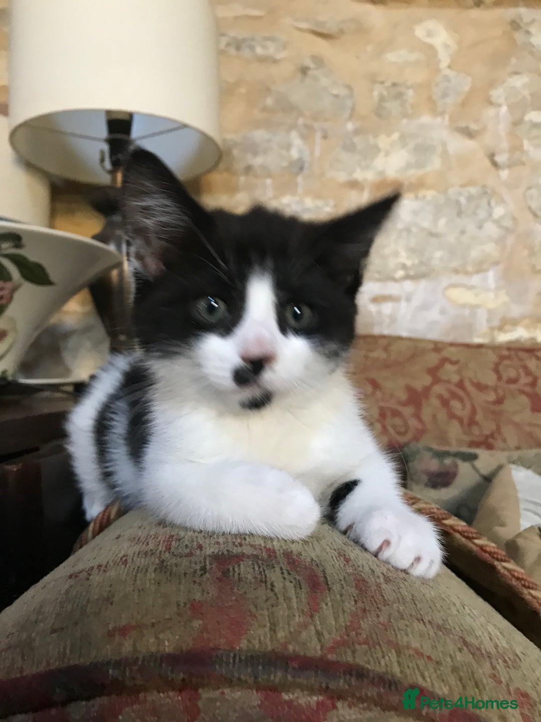 Mixed Breed cats for sale: 2 beautiful kittens  - Image 4