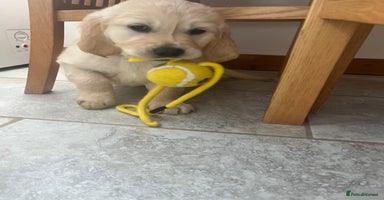 Golden Retriever dogs - Advert 11