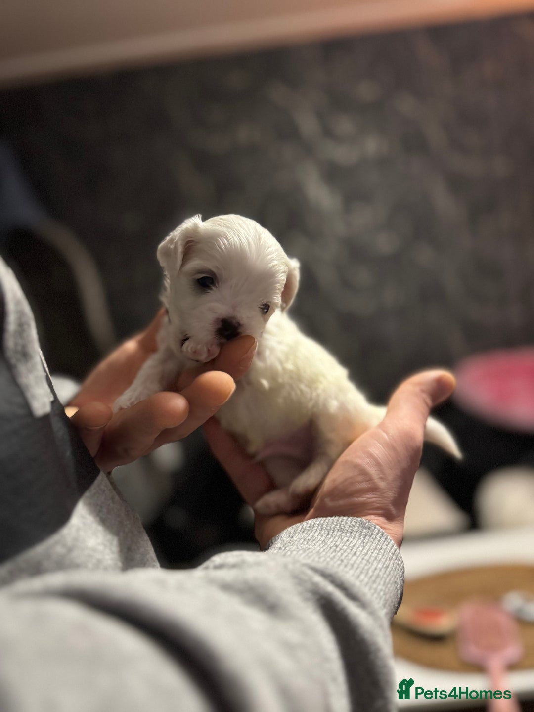 Maltese dogs for sale: >>> BEAUTIFULLY  **  PUPPIES POSSIBLE !!!<<< - Advert 7