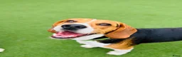 Beagle dogs for stud: Pablo The Beagle STUD in Bolton - Advert 2