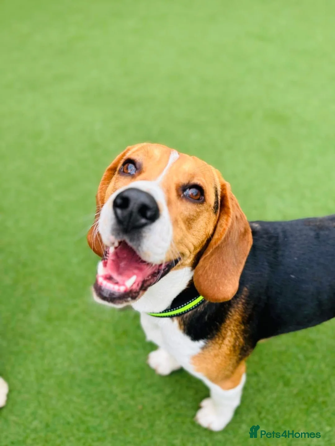 Beagle dogs for stud: Pablo The Beagle STUD in Bolton - Advert 2
