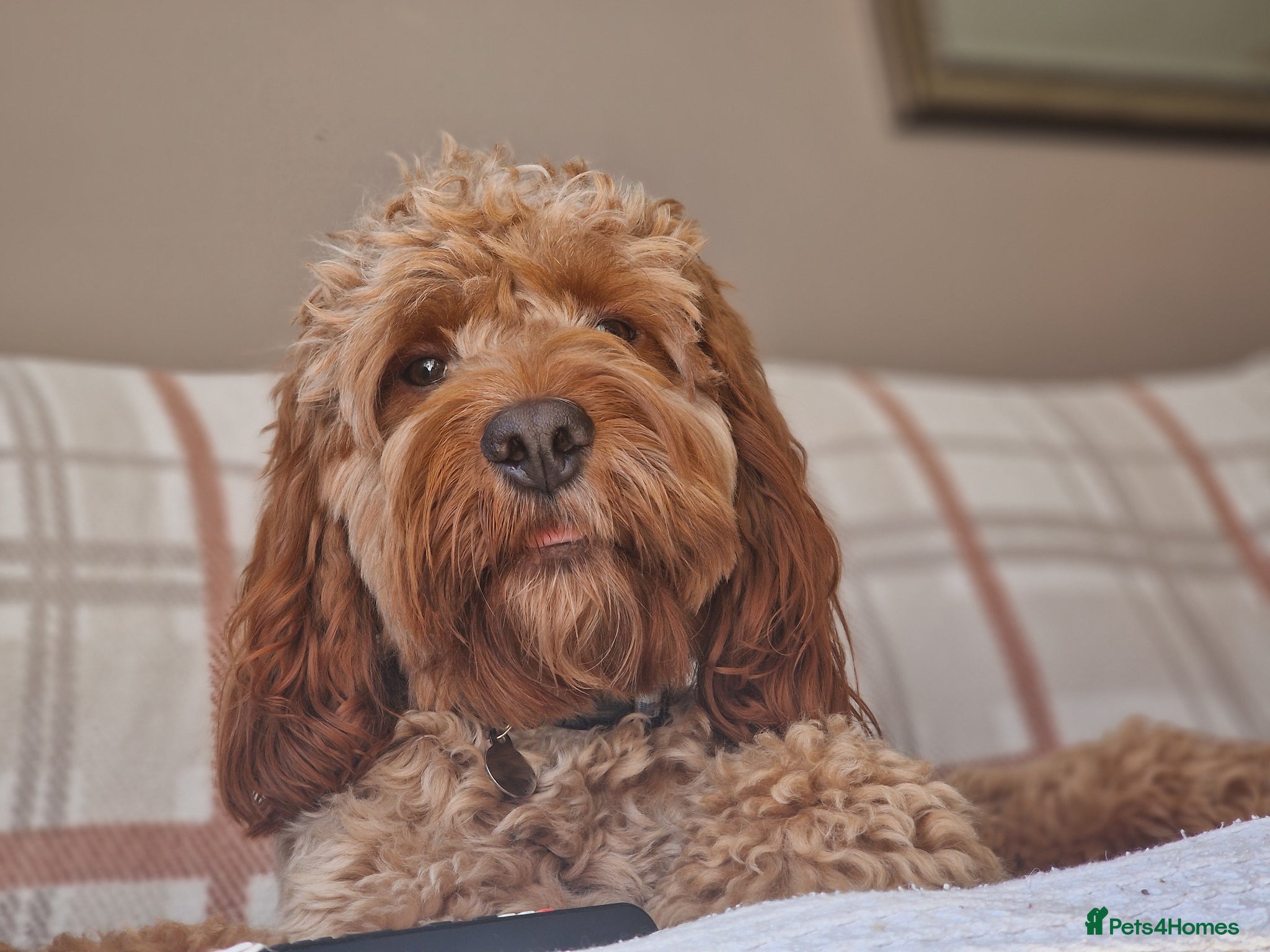 Cockapoo dogs for sale: 18 month old male cockapoo - Advert 2