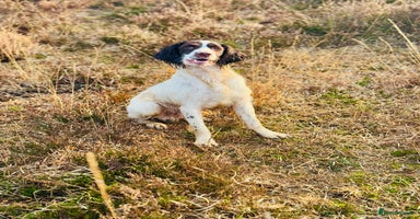 English Springer Spaniel dogs - Advert 5