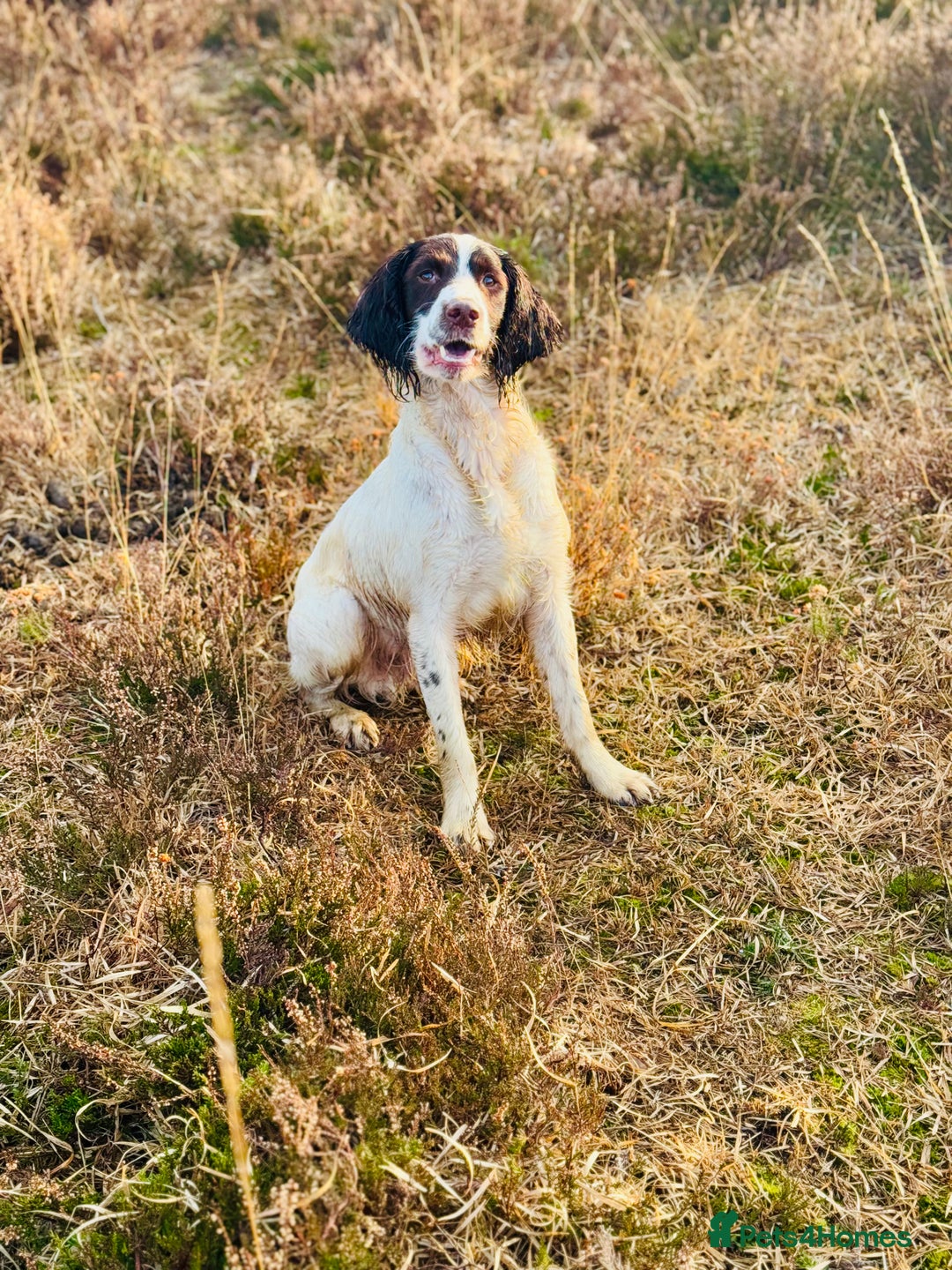 English Springer Spaniel dogs for sale: Exceptional ESS 4 Year Old Dog  - Image 2
