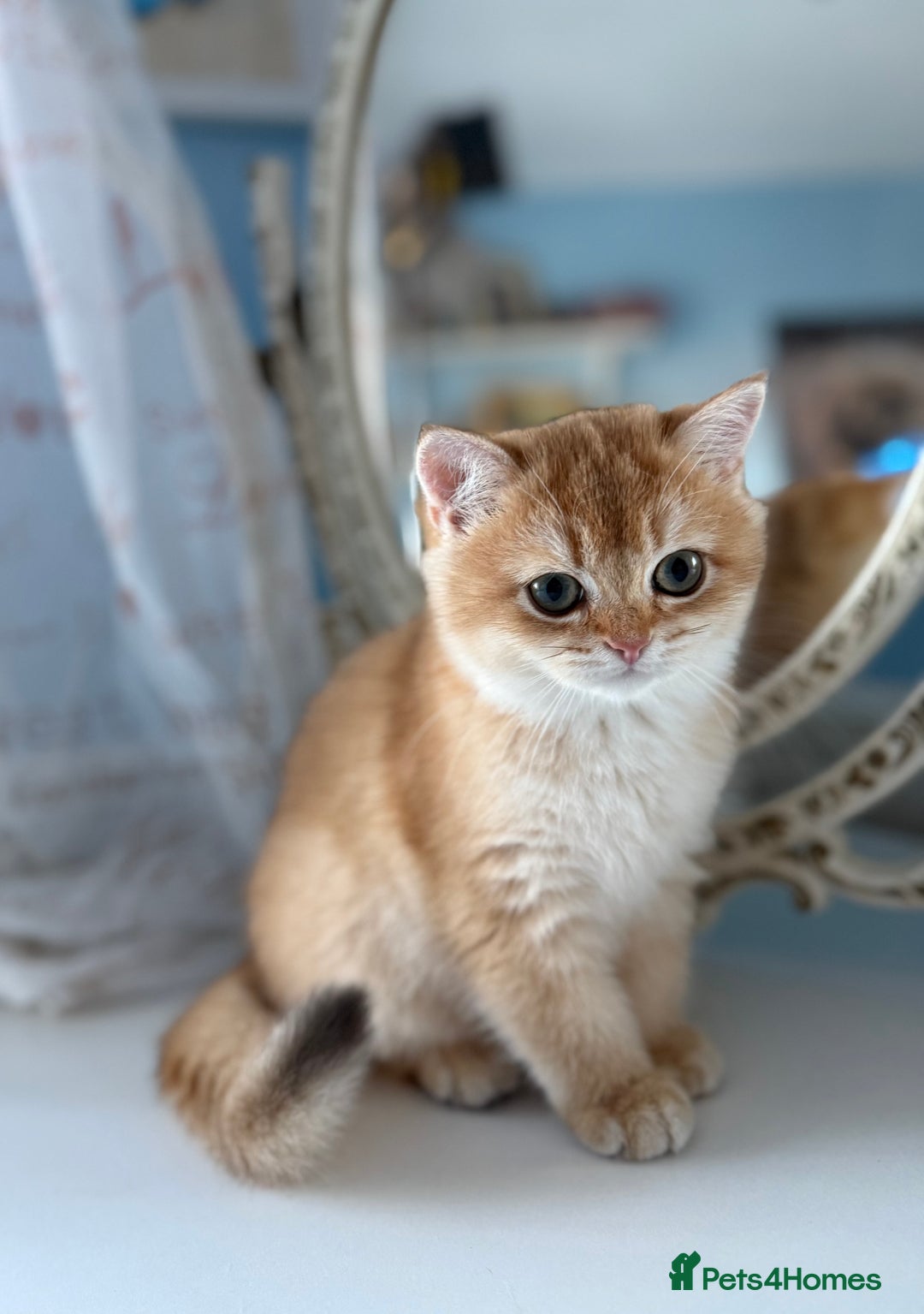 British Shorthair cats for sale: ✨ Golden BSH girls Looking for Loving Homes ✨ - Advert 22