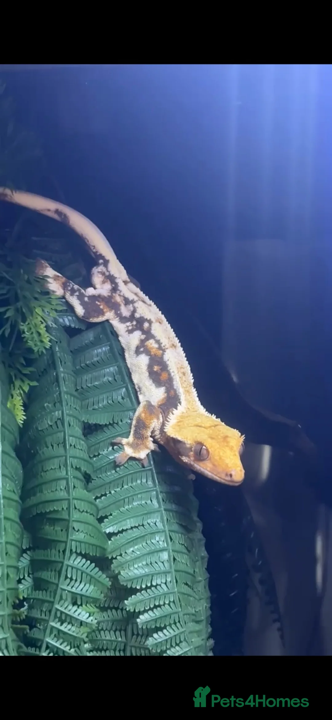 Gecko reptiles for sale: Breeding Pair Crested Geckos  - Advert 1