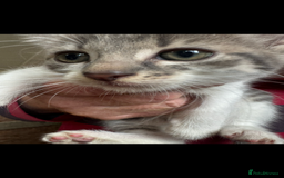 British Shorthair cats for sale: Beautiful kittens for sale  - Image 1