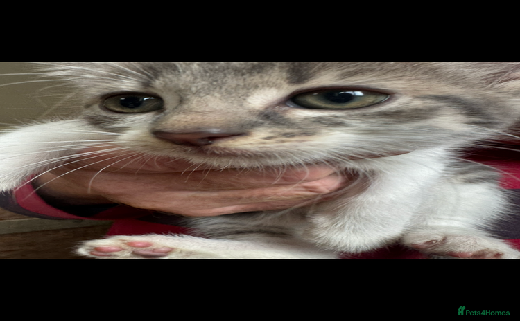 British Shorthair cats - Advert 3