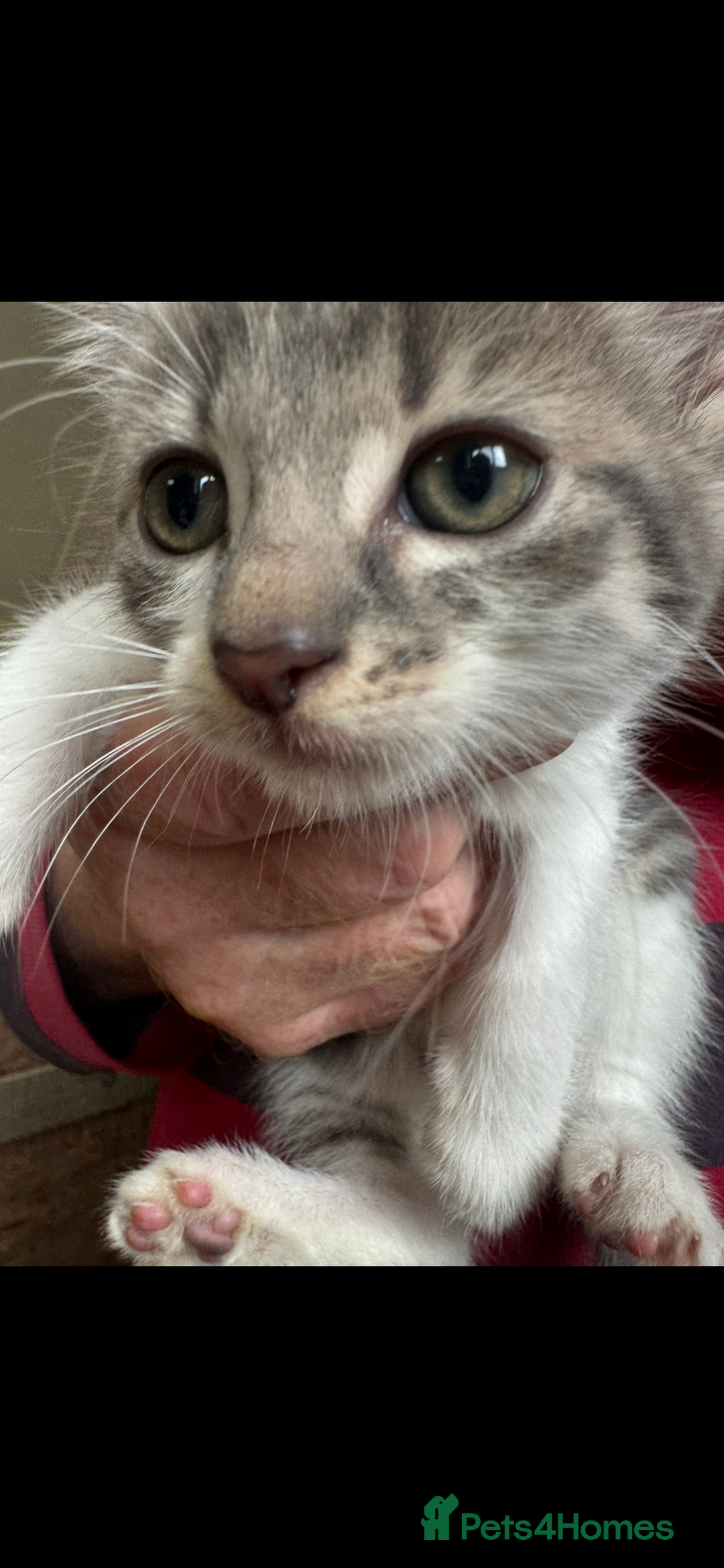 British Shorthair cats for sale: Beautiful kittens for sale  - Image 1