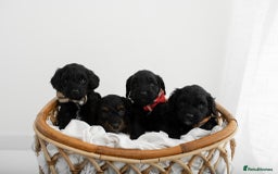 Cockapoo dogs for sale: F1 cockapoos LAST BOY🤎🤎 - Image 9