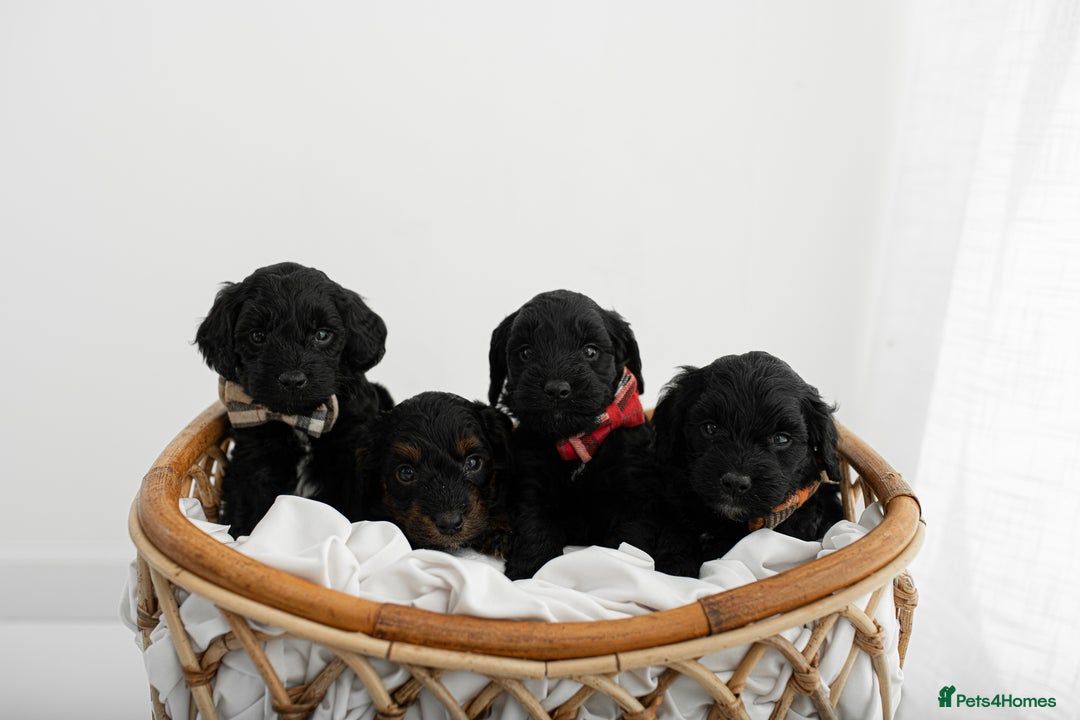 Cockapoo dogs for sale: F1 cockapoos LAST BOY🤎🤎 - Image 9