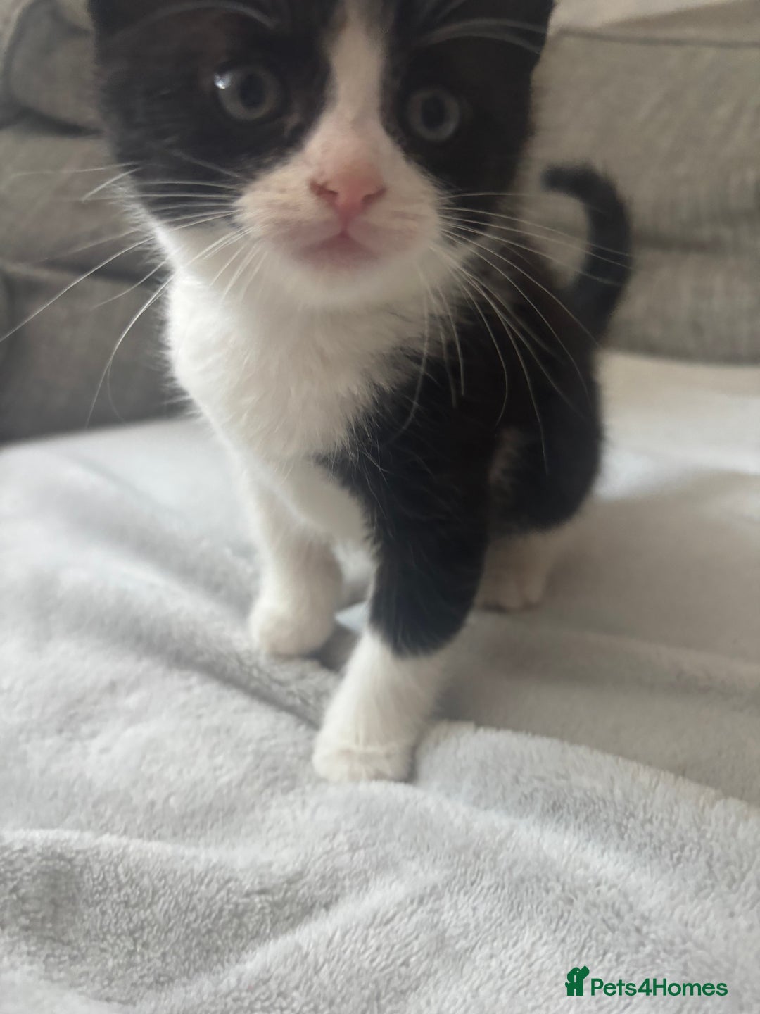 Mixed Breed cats for sale: 2 boy kittens left reduced price  - Image 4