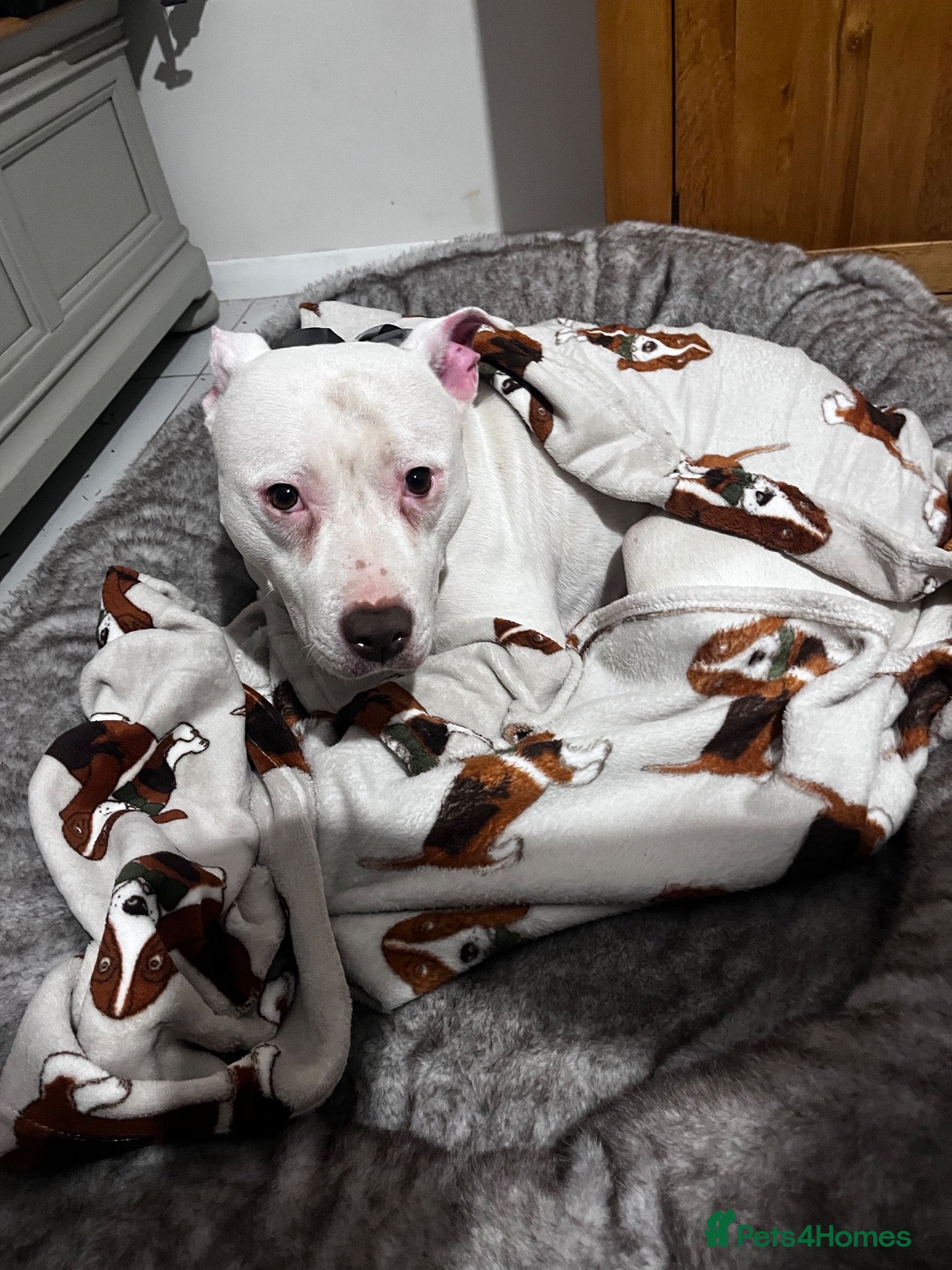 Mixed Breed dogs Stunning American Bull Staffy Puppies  ❤️ - Advert 1