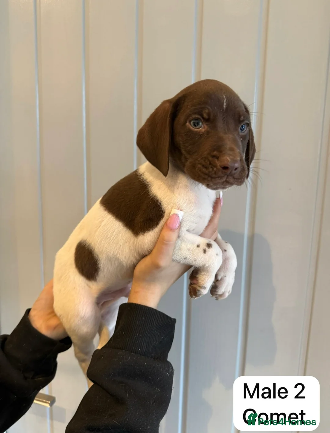 German Shorthaired Pointer dogs for sale: 🌼German shorthaired pointer puppies 🌼 - Advert 6