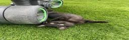 Mixed Breed cats for sale: Beautiful kittens - Advert 4