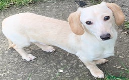 Miniature Dachshund dogs for sale: K.C Beautiful miniature daschunds - Image 18