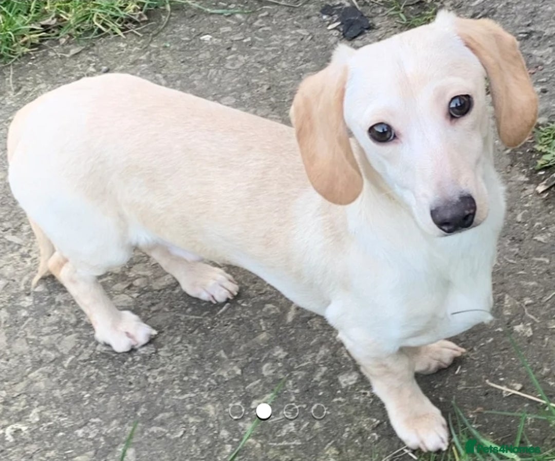 Miniature Dachshund dogs for sale: K.C Beautiful miniature daschunds - Image 18
