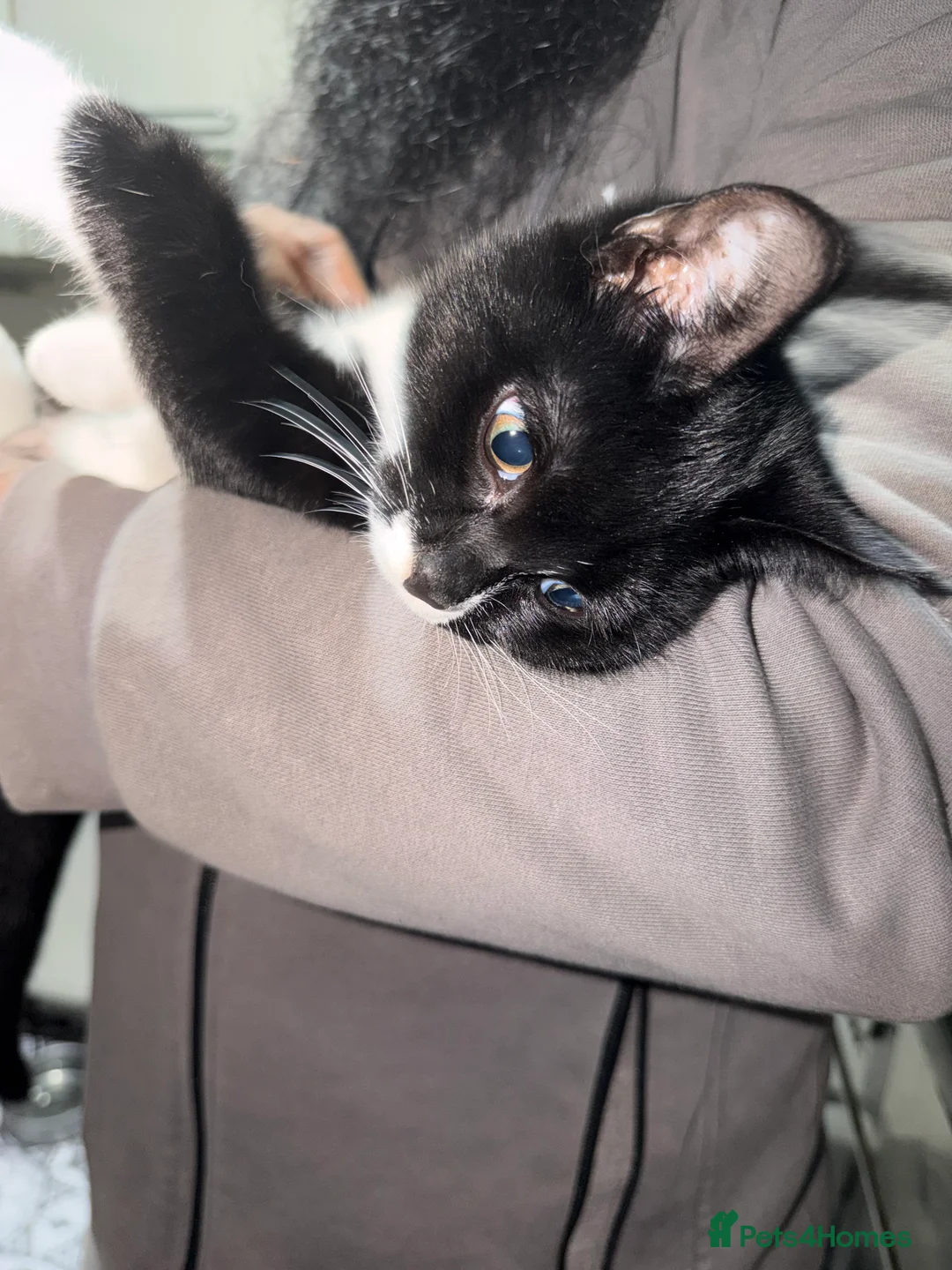 Mixed Breed cats for sale: Beautiful cat for sale . Adorable cat  - Advert 7