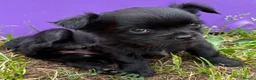 Chihuahua dogs for sale: Long haired Chihuahua Puppies  - Advert 3