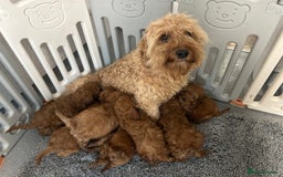 Cavapoo dogs for sale: Cavapoo puppies 🐶 FULLY HEALTH TESTED✅️  - Image 16