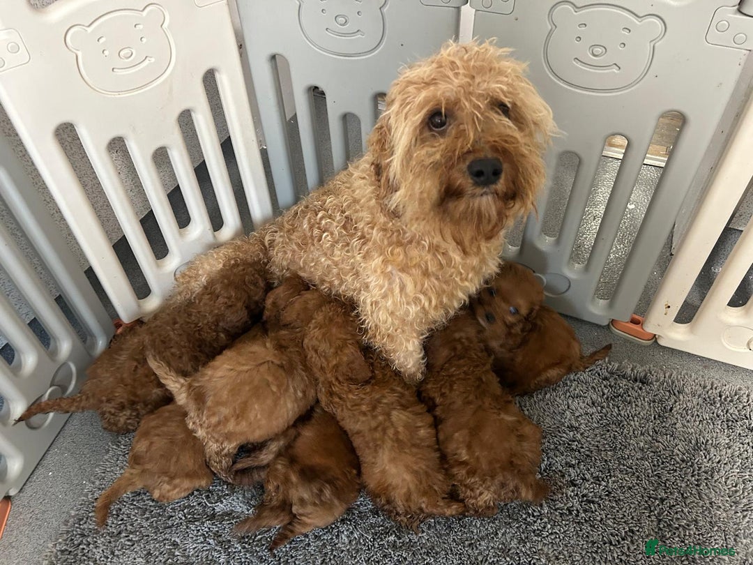 Cavapoo dogs for sale: Cavapoo puppies 🐶 FULLY HEALTH TESTED✅️  - Image 16