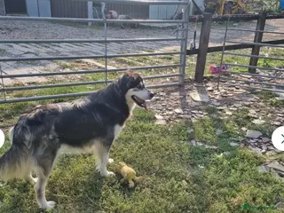 Mixed Breed dogs Molly - Advert 4