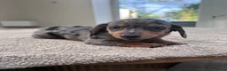 Miniature Dachshund dogs for sale: *** 3 beautiful mini dachshunds ** - Advert 15