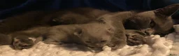 British Shorthair cats for sale: Gorgeous Pedigree Blue British Shorthair  - Advert 6