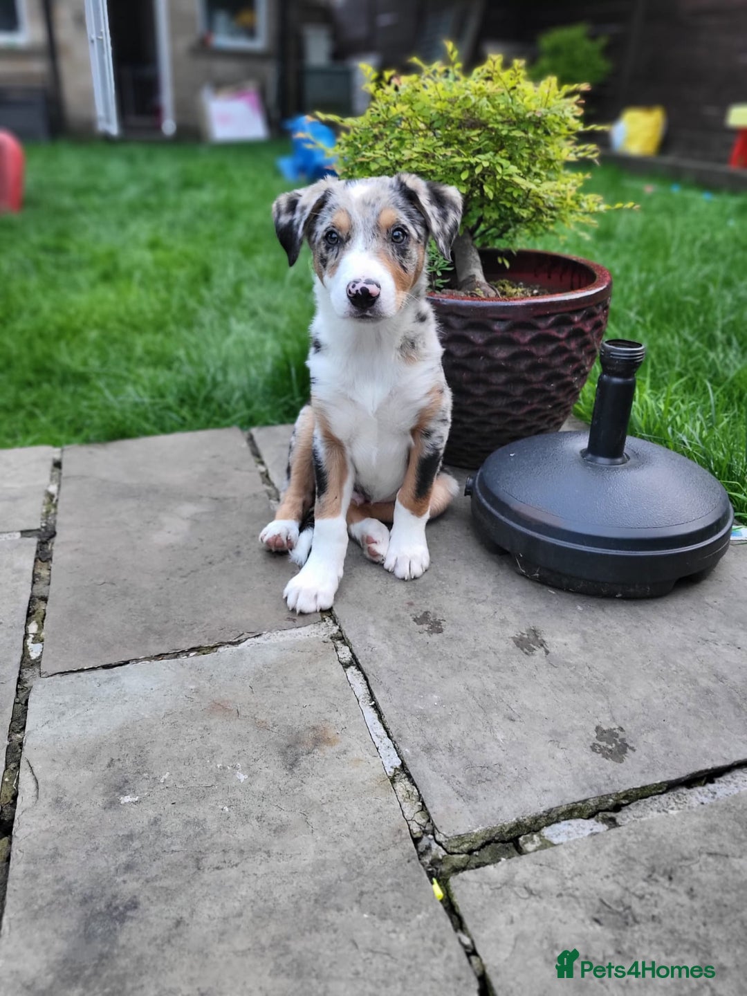 Border Collie dogs for sale: 16 month border collie  - Image 3