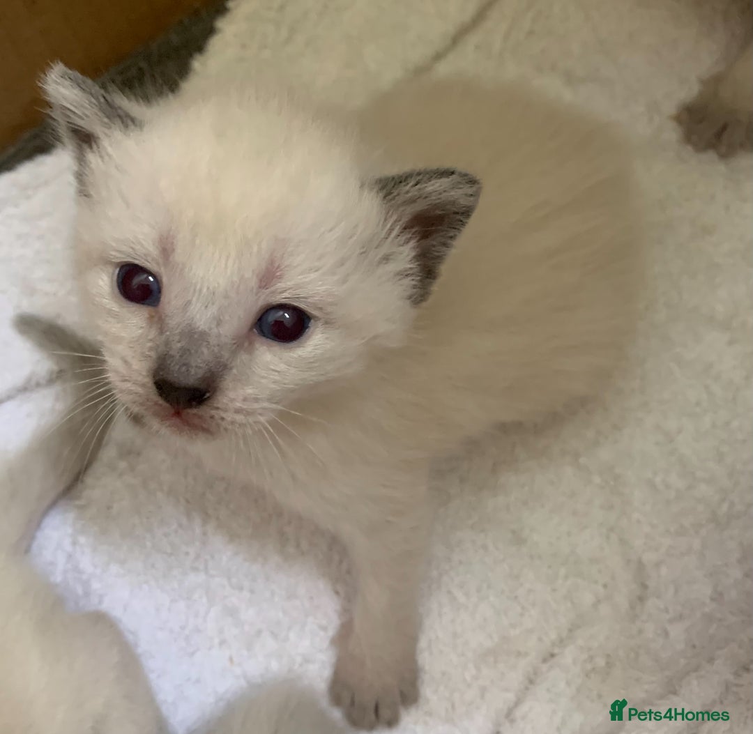 Siamese cats for sale: Beautiful Siamese kittens - Advert 4