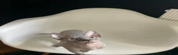 Sphynx cats for sale: Amazing Sphynx  - Advert 5