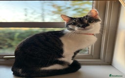 Mixed Breed cats for sale: Kevin the cat - 4 years old  - Image 1