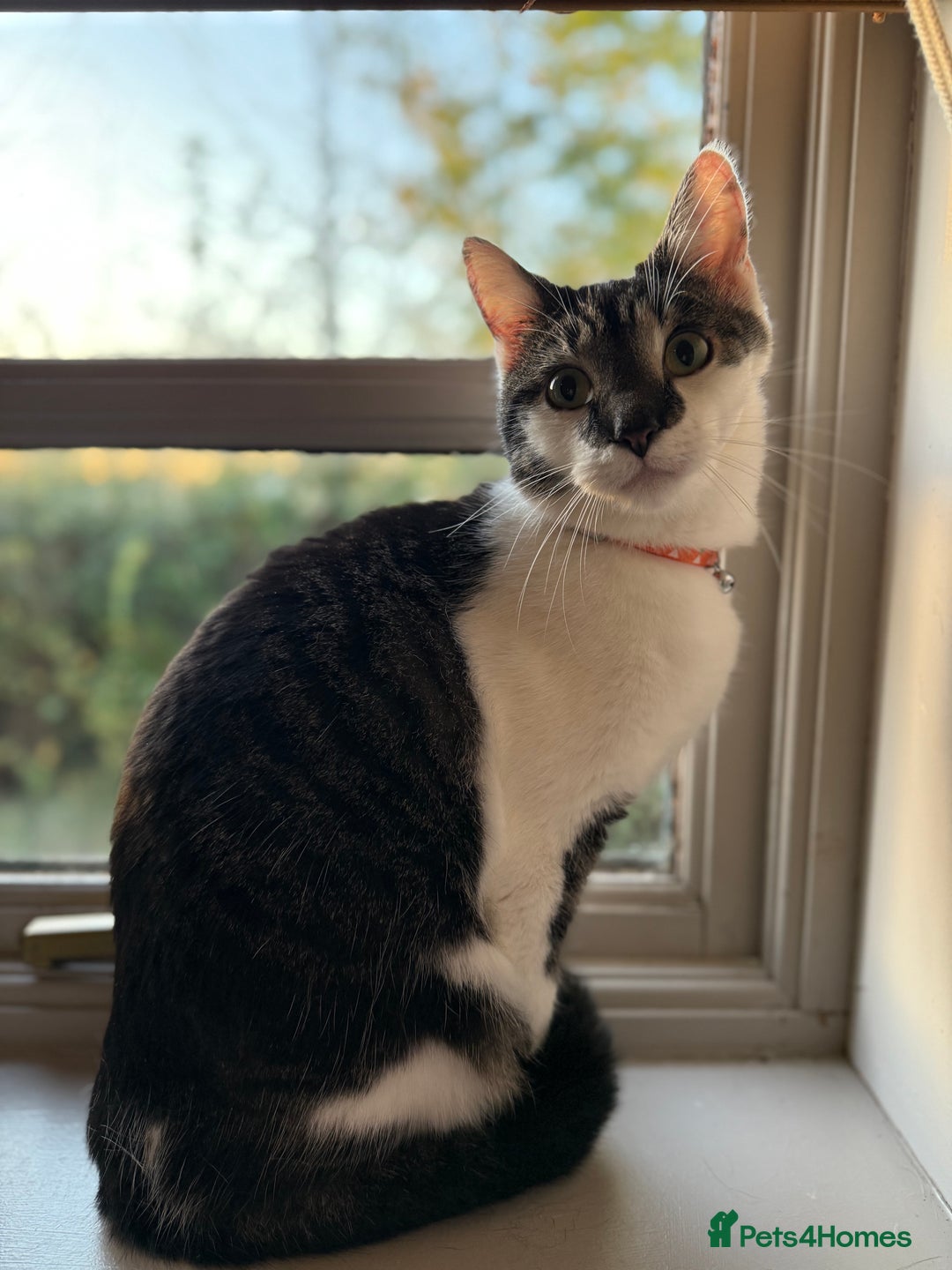 Mixed Breed cats for sale: Kevin the cat - 4 years old  - Image 1