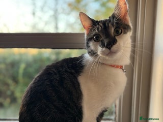 Mixed Breed cats - Advert 2