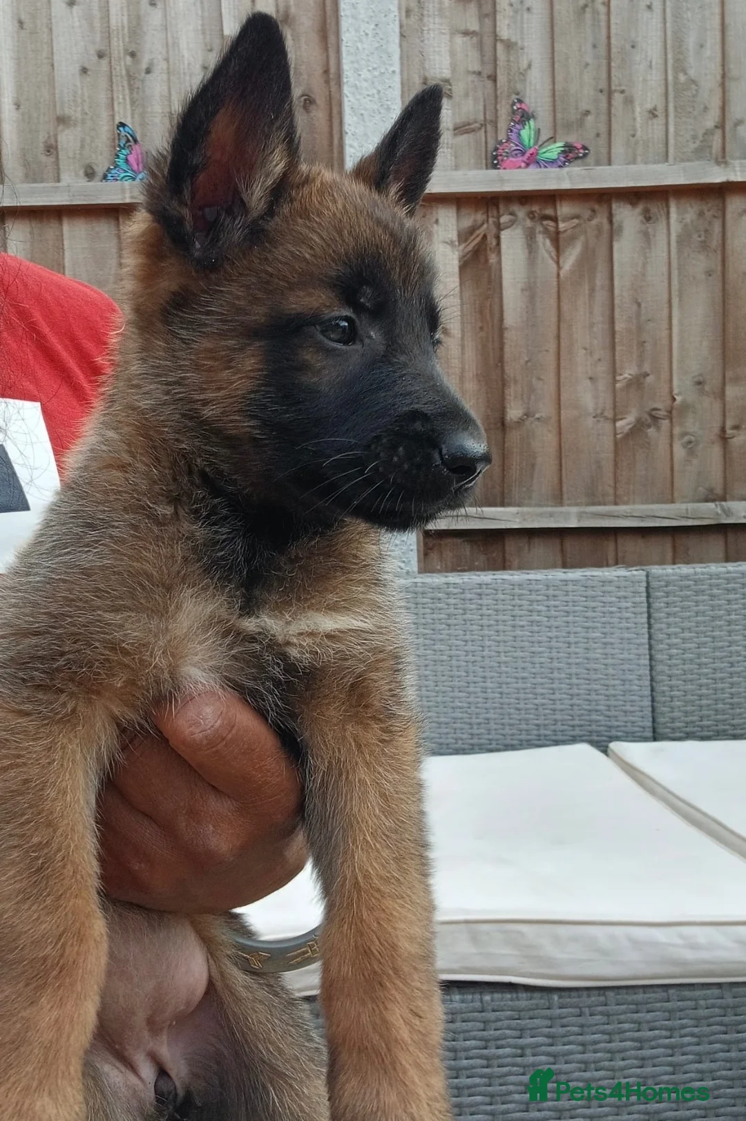 Mixed Breed dogs for sale: Once in a lifetime pups  - Advert 2