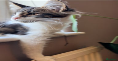 Maine Coon cats - Advert 13