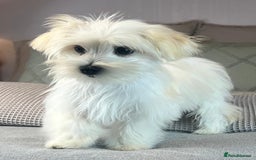 Maltese dogs for sale: Perfect, sweet, petite and handsome young man  - Image 10