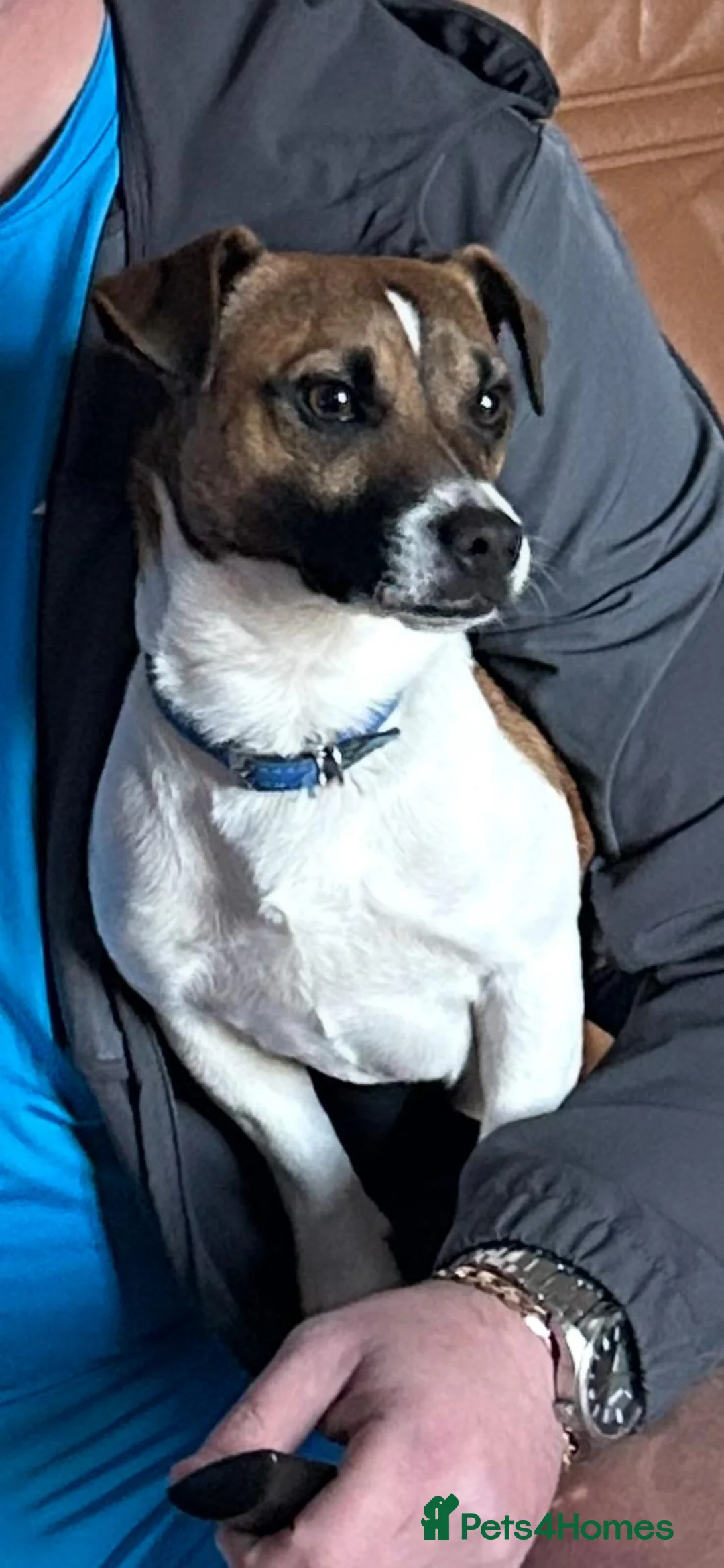 Jack Russell dogs for stud: Miniature Jack Russell for Stud in Newcastle upon Tyne - Advert 9