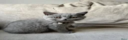 British Shorthair cats for sale: British shorthair female kitten GCCF registered - Advert 10