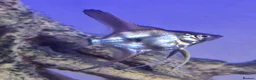 Angelfish fish for sale: Home Bred Blue Smokey / Pinoy Angelfish 2.5cm  - Advert 2