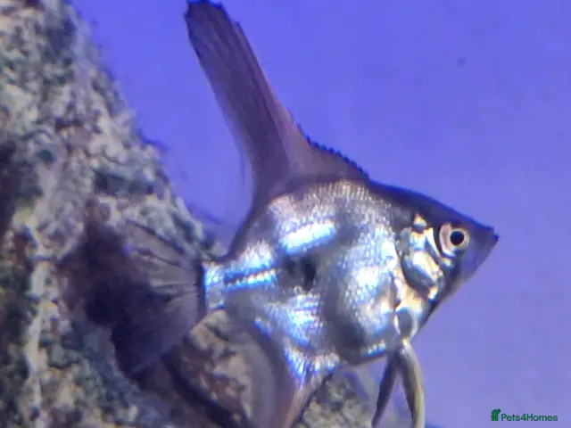 Angelfish fish for sale: Home Bred Blue Smokey / Pinoy Angelfish 2.5cm - Advert 2