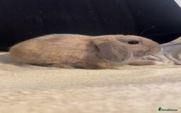 Mini Lop rabbits for sale: Mini lop  in Grays - Image 6