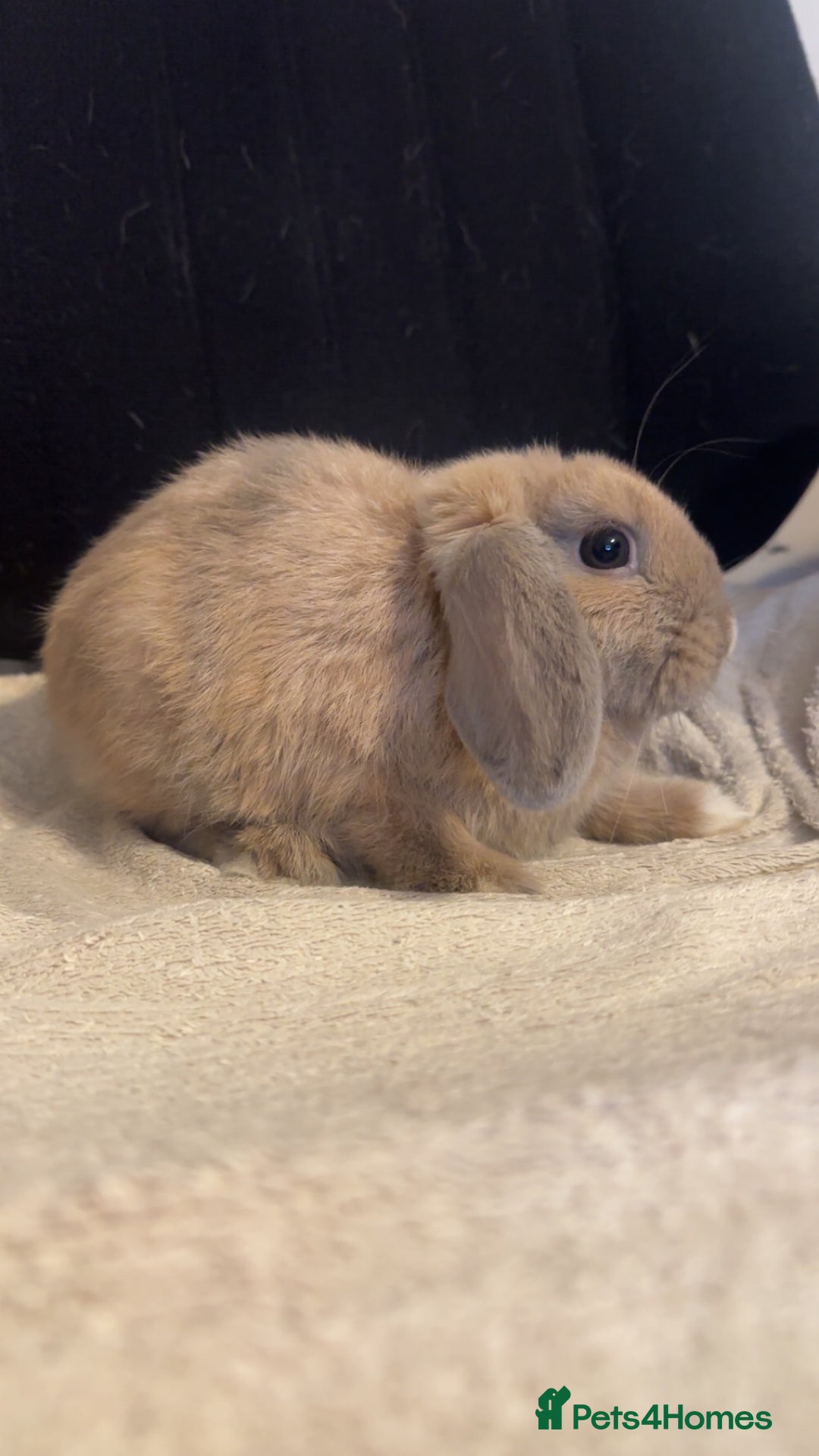 Mini Lop rabbits for sale: Mini lop  in Grays - Image 6