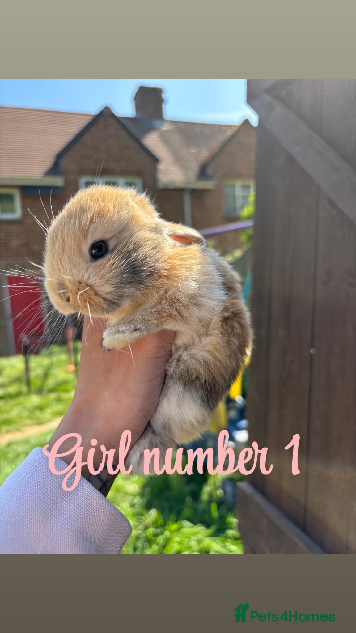 Mini Lop rabbits Mini lop babies - Advert 16