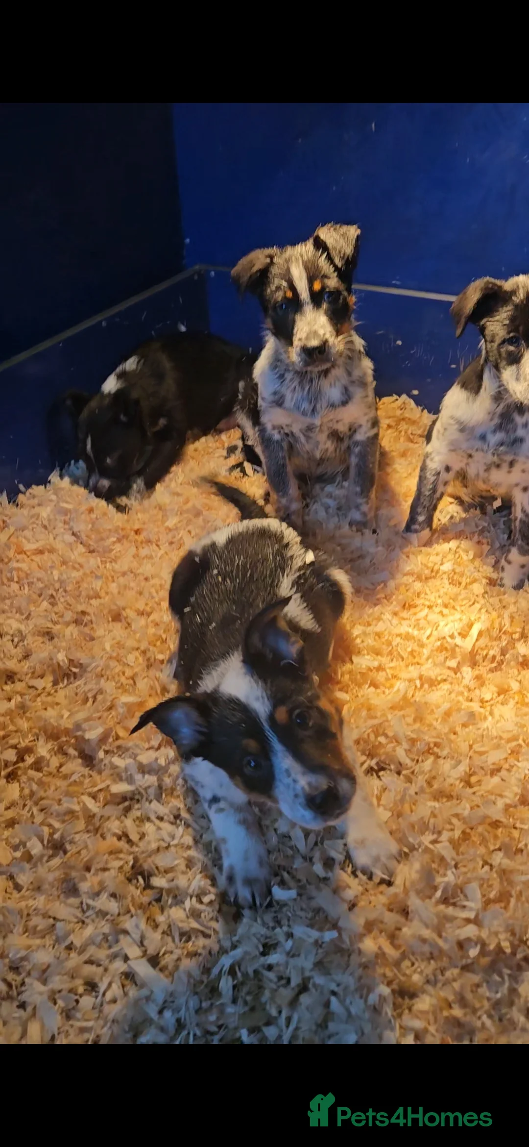 Mixed Breed dogs for sale: AUSTRALIAN CATTLE DOG X COLLIE PUPPIES - Advert 16