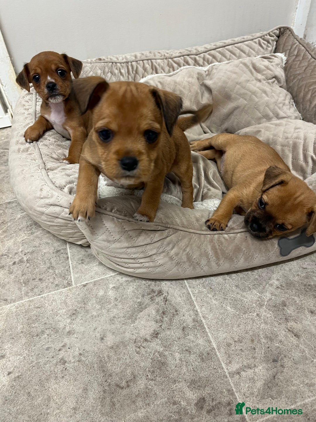 Jug dogs for sale: Jug pups  - Image 2
