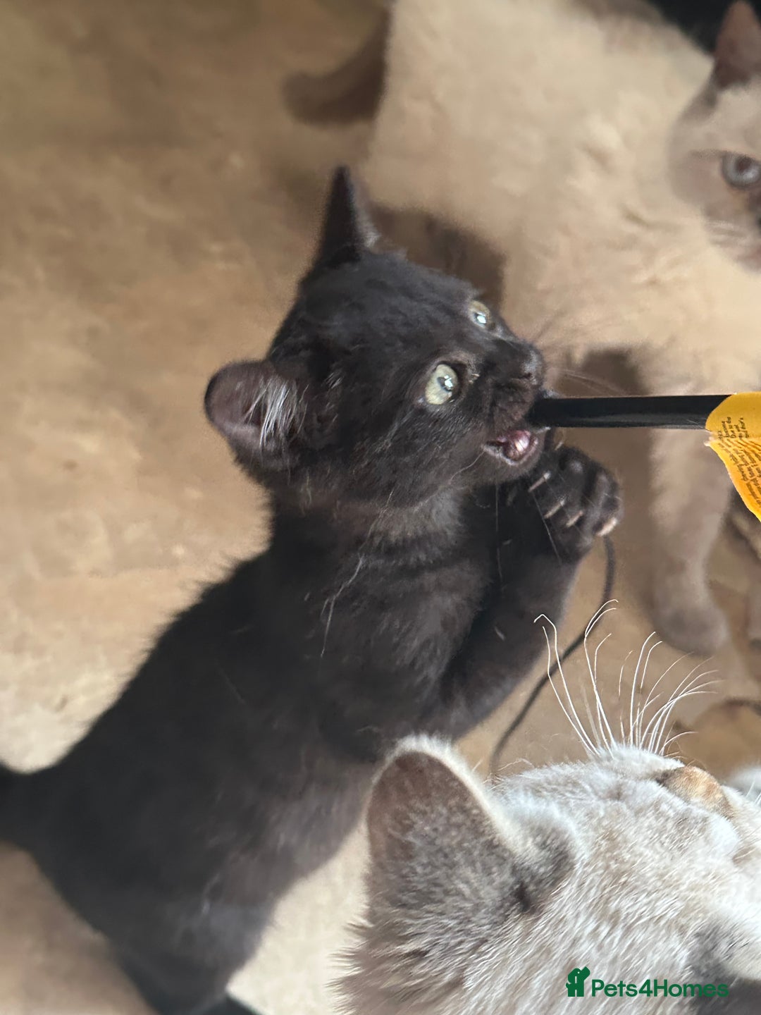 Mixed Breed cats for sale: British shorthair/Savannah cross kittens  - Advert 8