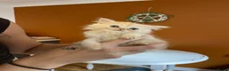 Exotic cats for sale: Exotic short hair cross kittens  - Advert 10
