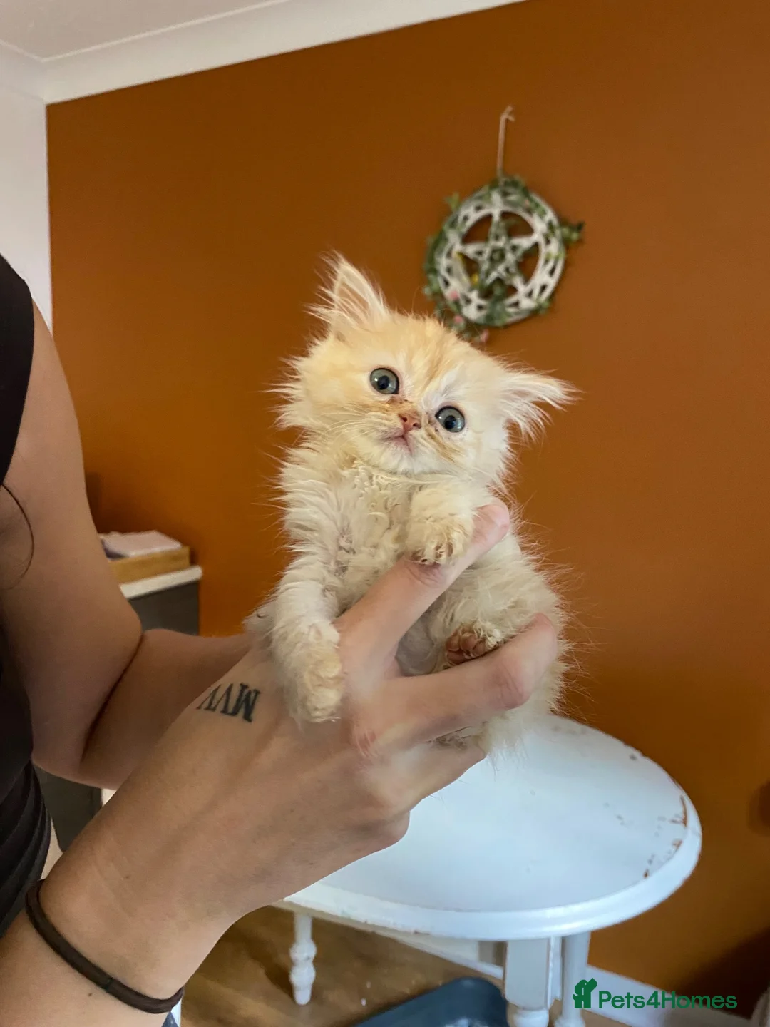 Exotic cats for sale: Exotic short hair cross kittens  - Advert 10