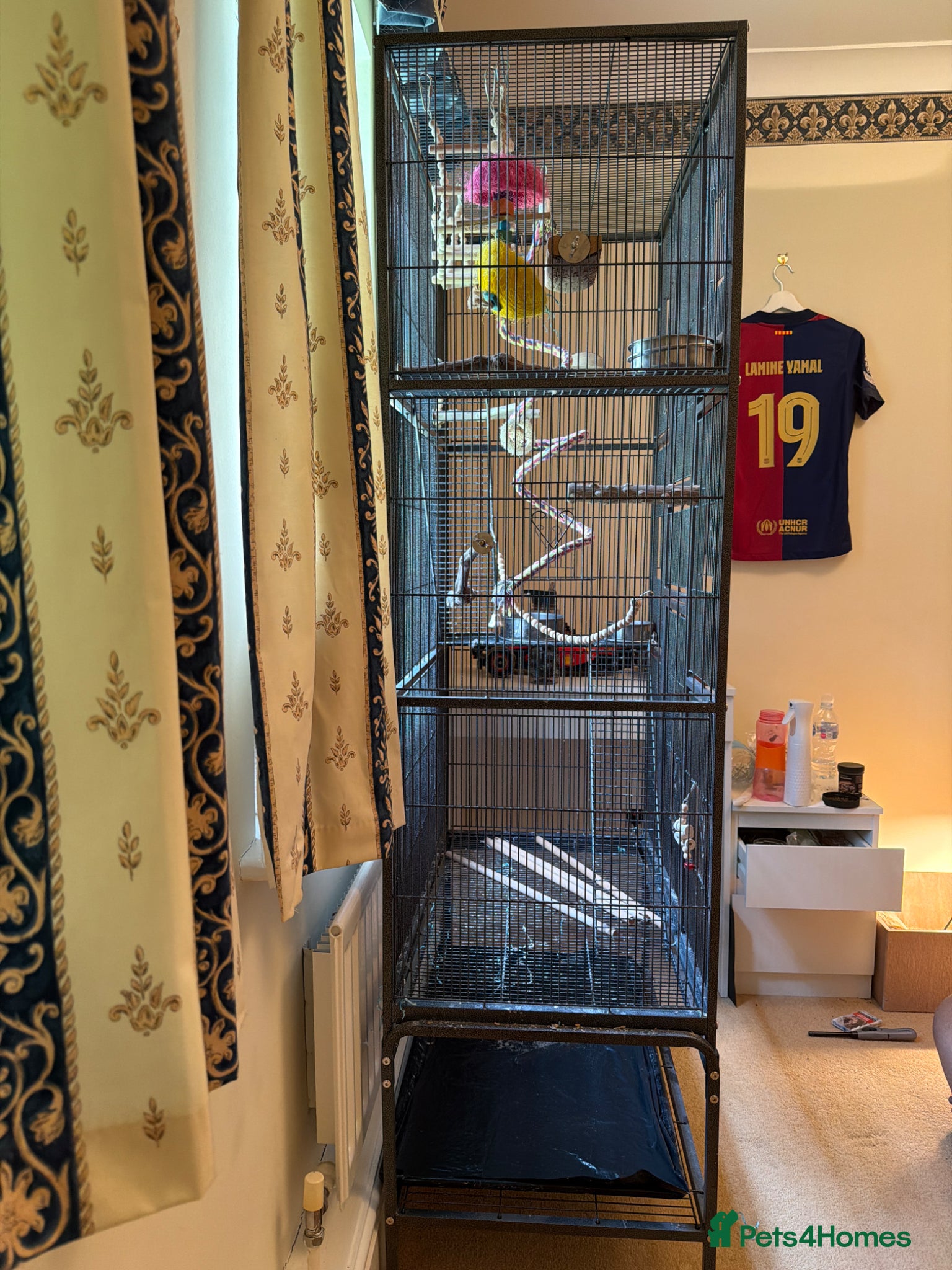 Mixed Breed birds bird cage only - Advert 2